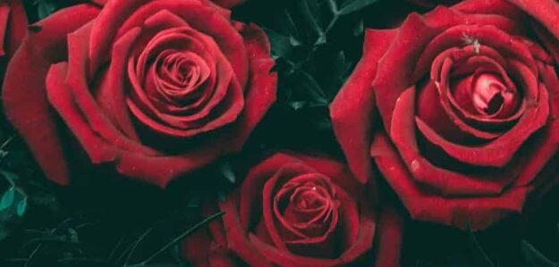 Sweet♡Joesy